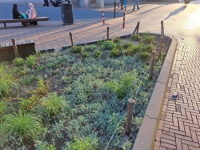 Raingardens binnenstad